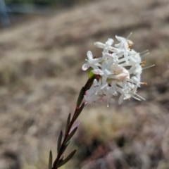 Pimelea linifolia subsp. linifolia at Kingsdale, NSW - 17 Aug 2024 11:36 AM