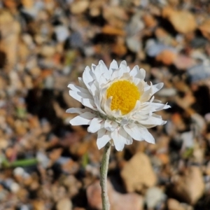 Leucochrysum albicans subsp. tricolor at Kingsdale, NSW - 17 Aug 2024