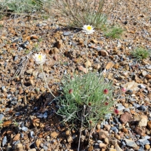 Leucochrysum albicans subsp. tricolor at Kingsdale, NSW - 17 Aug 2024 11:35 AM