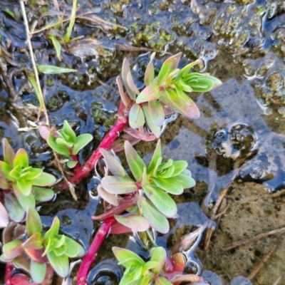 Lythrum hyssopifolia (Small Loosestrife) at Kingsdale, NSW - 17 Aug 2024 by trevorpreston