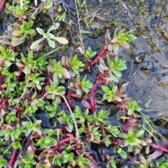 Lythrum hyssopifolia at Kingsdale, NSW - 17 Aug 2024 11:22 AM