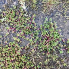 Lythrum hyssopifolia at Kingsdale, NSW - 17 Aug 2024 11:22 AM