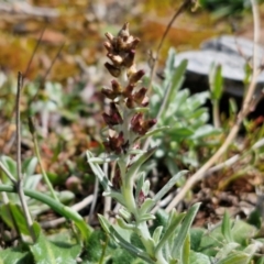 Gamochaeta calviceps (Narrowleaf Purple Everlasting) at Kingsdale, NSW - 17 Aug 2024 by trevorpreston