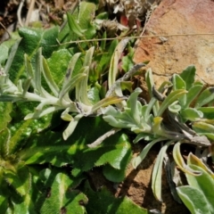 Gamochaeta calviceps at Kingsdale, NSW - 17 Aug 2024