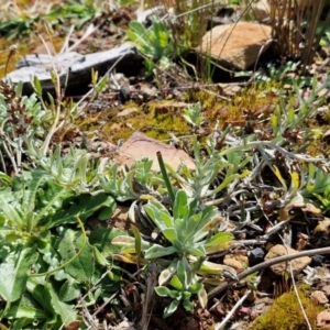 Gamochaeta calviceps at Kingsdale, NSW - 17 Aug 2024