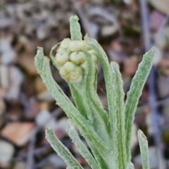 Pseudognaphalium luteoalbum (Jersey Cudweed) at Kingsdale, NSW - 17 Aug 2024 by trevorpreston