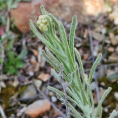 Pseudognaphalium luteoalbum at Kingsdale, NSW - 17 Aug 2024