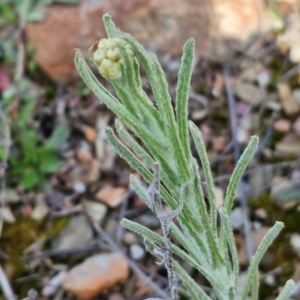 Pseudognaphalium luteoalbum at Kingsdale, NSW - 17 Aug 2024