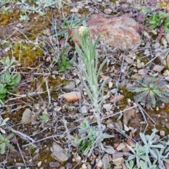 Pseudognaphalium luteoalbum at Kingsdale, NSW - 17 Aug 2024