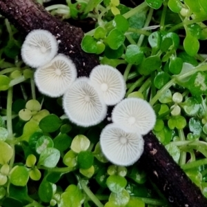 Chaetocalathus cheelii at suppressed - suppressed