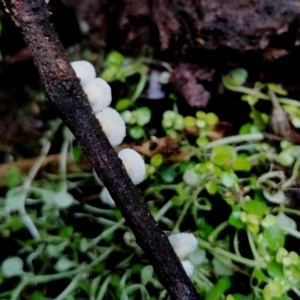 Chaetocalathus cheelii at suppressed - suppressed