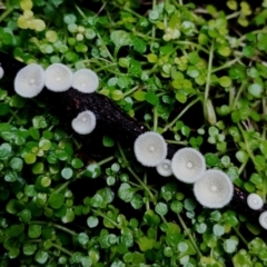 Chaetocalathus cheelii at suppressed - suppressed