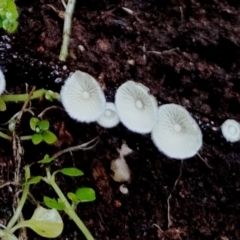 Chaetocalathus cheelii at suppressed - suppressed