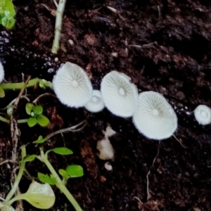 Chaetocalathus cheelii at suppressed - suppressed