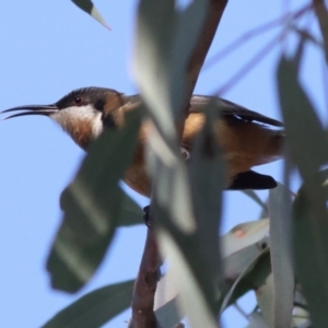 Acanthorhynchus tenuirostris at Higgins, ACT - 17 Aug 2024