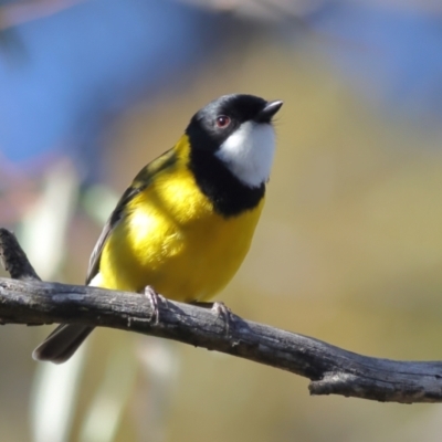 Pachycephala pectoralis (Golden Whistler) at Higgins, ACT - 17 Aug 2024 by MichaelWenke