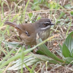 Sericornis frontalis (White-browed Scrubwren) at Yarralumla, ACT - 17 Aug 2024 by MichaelWenke