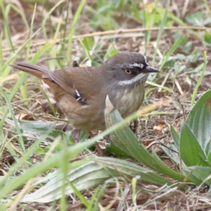 Sericornis frontalis at Yarralumla, ACT - 17 Aug 2024