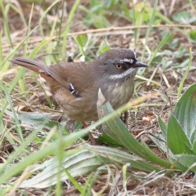 Sericornis frontalis (White-browed Scrubwren) at Yarralumla, ACT - 17 Aug 2024 by Trevor