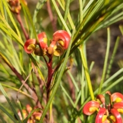 Grevillea sp. (Grevillea) at Higgins, ACT - 16 Aug 2024 by Untidy