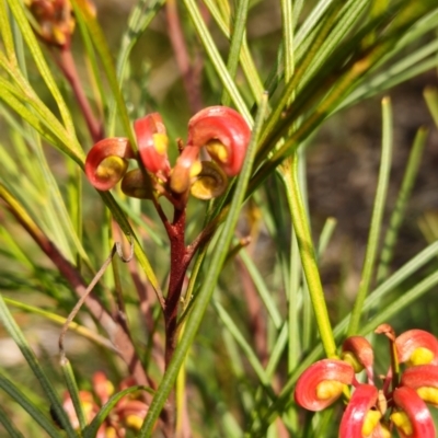 Grevillea (genus) (Grevillea) at Higgins, ACT - 16 Aug 2024 by Untidy