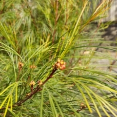 Grevillea sp. at Higgins, ACT - 16 Aug 2024 02:28 PM