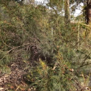 Grevillea sp. at Higgins, ACT - 16 Aug 2024