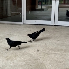 Corcorax melanorhamphos (White-winged Chough) at Curtin, ACT - 17 Aug 2024 by KMcCue