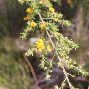 Pultenaea villosa at Comberton, NSW - 10 Aug 2024 11:31 AM