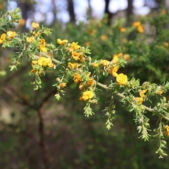 Pultenaea villosa at Comberton, NSW - 10 Aug 2024 11:31 AM