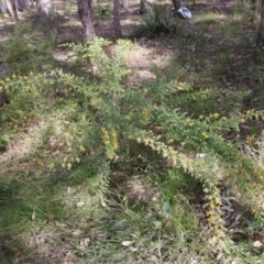 Pultenaea villosa at Comberton, NSW - 10 Aug 2024 11:31 AM