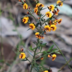 Daviesia ulicifolia (Gorse Bitter-pea) at Comberton, NSW - 10 Aug 2024 by Clarel