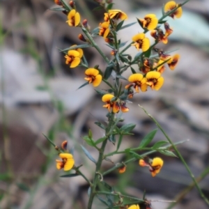 Daviesia ulicifolia at Comberton, NSW - 10 Aug 2024