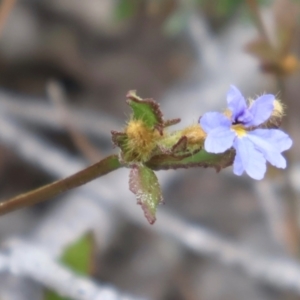 Dampiera stricta at Twelve Mile Peg, NSW - 10 Aug 2024 01:25 PM