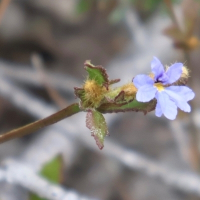 Dampiera stricta (Blue Dampiera) at Twelve Mile Peg, NSW - 10 Aug 2024 by Clarel