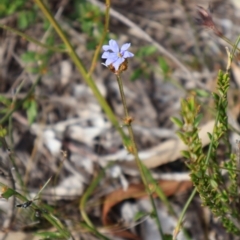 Dampiera stricta at Twelve Mile Peg, NSW - 10 Aug 2024