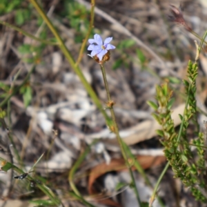 Dampiera stricta at Twelve Mile Peg, NSW - 10 Aug 2024 01:25 PM