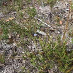 Dampiera stricta at Twelve Mile Peg, NSW - 10 Aug 2024 01:25 PM