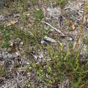 Dampiera stricta at Twelve Mile Peg, NSW - 10 Aug 2024