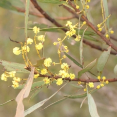 Acacia rubida (Red-stemmed Wattle, Red-leaved Wattle) at Strathnairn, ACT - 16 Aug 2024 by ConBoekel