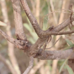 Acacia rubida at Strathnairn, ACT - 16 Aug 2024 10:52 AM