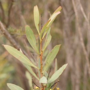 Acacia rubida at Strathnairn, ACT - 16 Aug 2024 10:52 AM