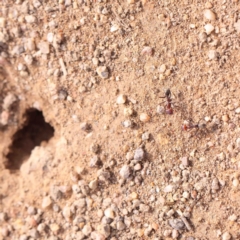 Iridomyrmex purpureus (Meat Ant) at Strathnairn, ACT - 16 Aug 2024 by ConBoekel