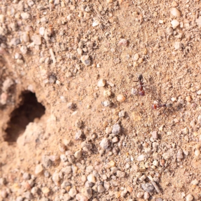 Iridomyrmex purpureus (Meat Ant) at Strathnairn, ACT - 16 Aug 2024 by ConBoekel