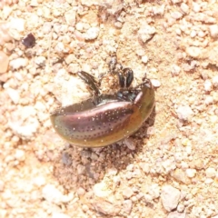 Chrysolina quadrigemina (Greater St Johns Wort beetle) at Strathnairn, ACT - 16 Aug 2024 by ConBoekel