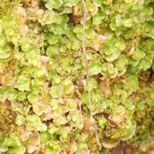 Lunularia cruciata at Macnamara, ACT - 16 Aug 2024