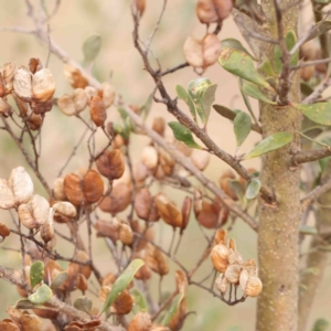 Bursaria spinosa at Strathnairn, ACT - 16 Aug 2024