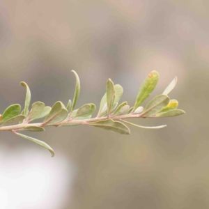 Bursaria spinosa at Strathnairn, ACT - 16 Aug 2024