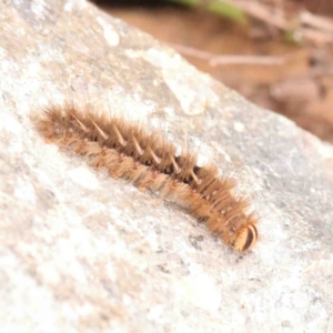 Anthela acuta at Macnamara, ACT - 16 Aug 2024