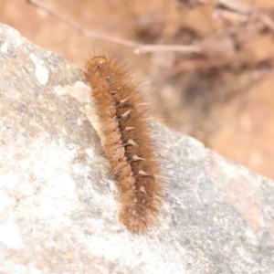 Anthela acuta at Macnamara, ACT - 16 Aug 2024 11:16 AM